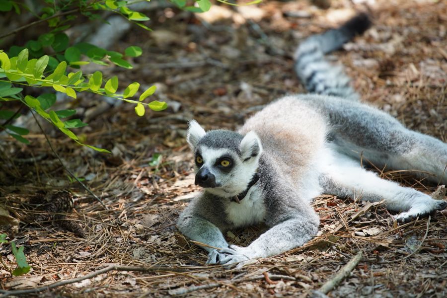A lemur at Duke Lemur Center.