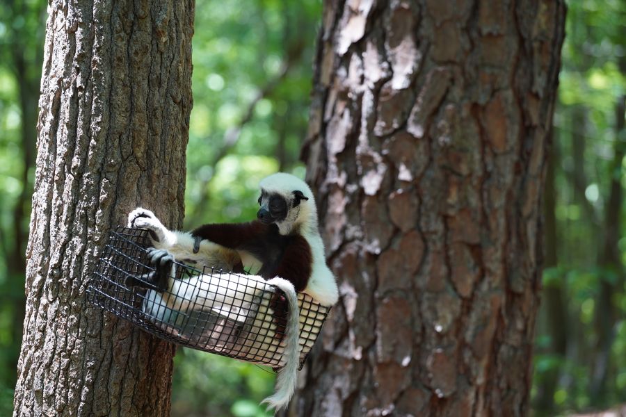 A lemur in the forest at Duke's Lemur Center in Durham, NC.