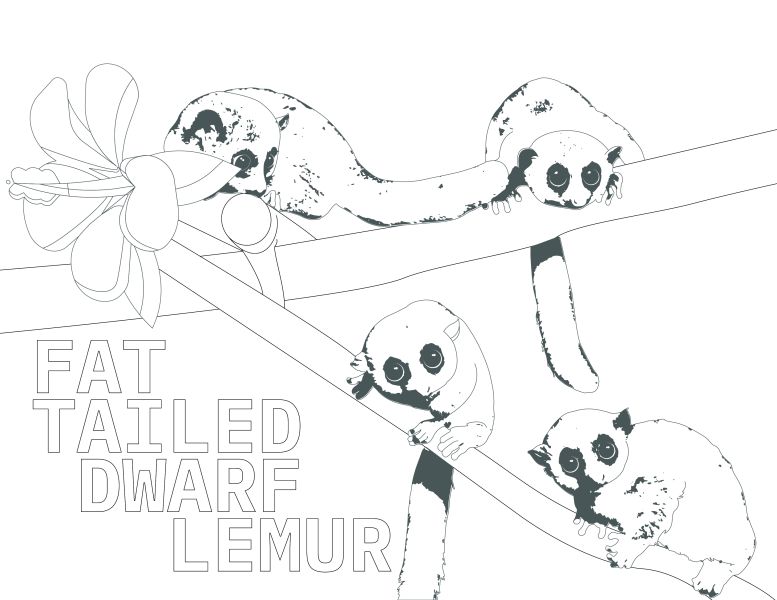 birds coloring page zoboomafoo