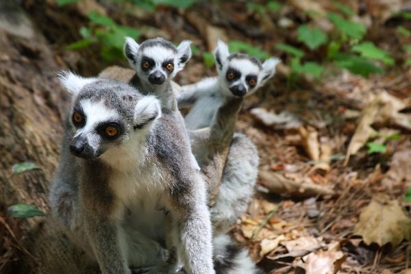 A family of lemurs at Duke's Lemur Center in Durham, NC.