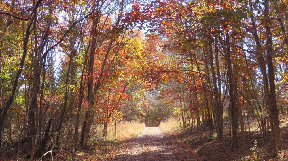 Duke Forest